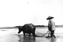 indo19